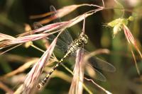 Onychogomphus forcipatus