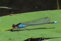 Erythromma najas