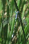 Lestes sponsa