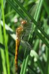 Sympetrum sanguineum