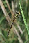 Somatochlora flavomaculata