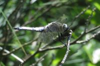 Libellula fulva