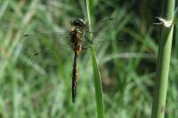 Somatochlora flavomaculata
