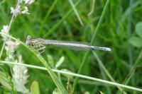 Platycnemis pennipes