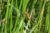 Sympetrum sanguineum