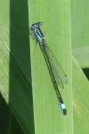 Ischnura elegans
