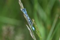 Coenagrion scitulum