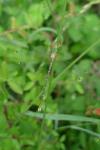 Lestes barbarus