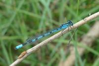 Enallagma cyathigerum