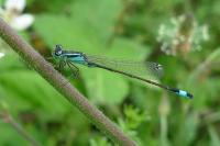 Ischnura elegans
