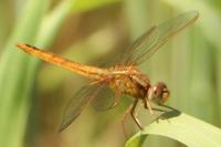 Crocothemis erythraea