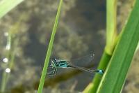 Ischnura elegans