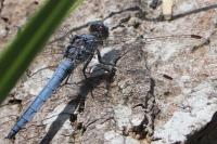 Orthetrum brunneum