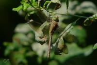 Anax parthenope