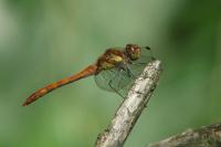 Sympetrum striolatum