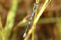 Coenagrion scitulum