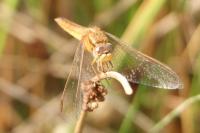 Crocothemis erythraea