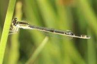 Ischnura elegans
