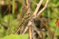 Orthetrum cancellatum