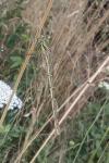 Lestes barbarus