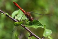 Sympetrum sanguineum