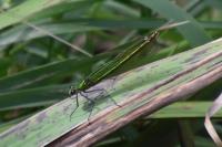 Calopteryx splendens