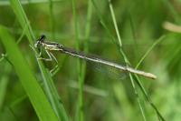 Platycnemis pennipes