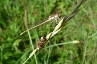 Sympecma fusca