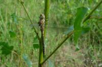 Aeshna mixta
