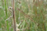 Sympecma fusca