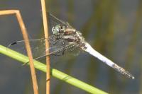 Orthetrum albistylum