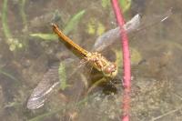 Sympetrum meridionale