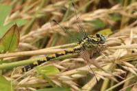 Onychogomphus uncatus