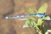 Erythromma lindenii