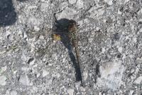 Aeshna affinis