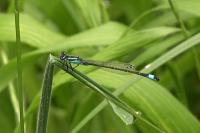 Ischnura elegans