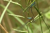 Ischnura elegans