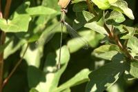 Chalcolestes viridis