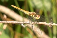 Sympetrum sanguineum