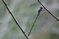 Chalcolestes viridis