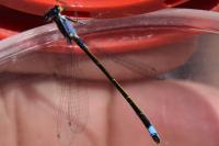Ischnura elegans