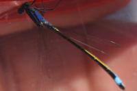 Ischnura elegans