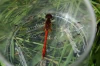 Sympetrum sanguineum