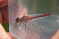 Sympetrum sanguineum