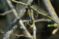 Aeshna mixta