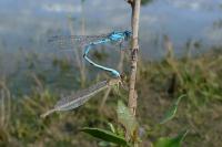 Enallagma cyathigerum