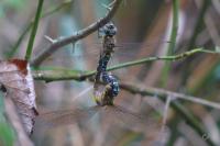 Aeshna mixta