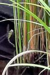 Aeshna cyanea