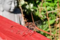 Sympetrum striolatum