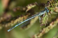 Platycnemis pennipes